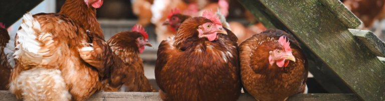 Grippe aviaire : le niveau de risque passe à “élevé” en France