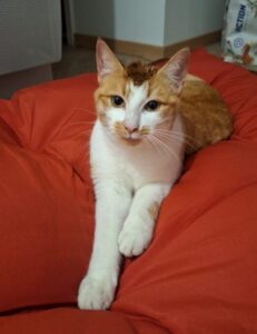 ORION – Chat Perdu à Baugé-en-Anjou